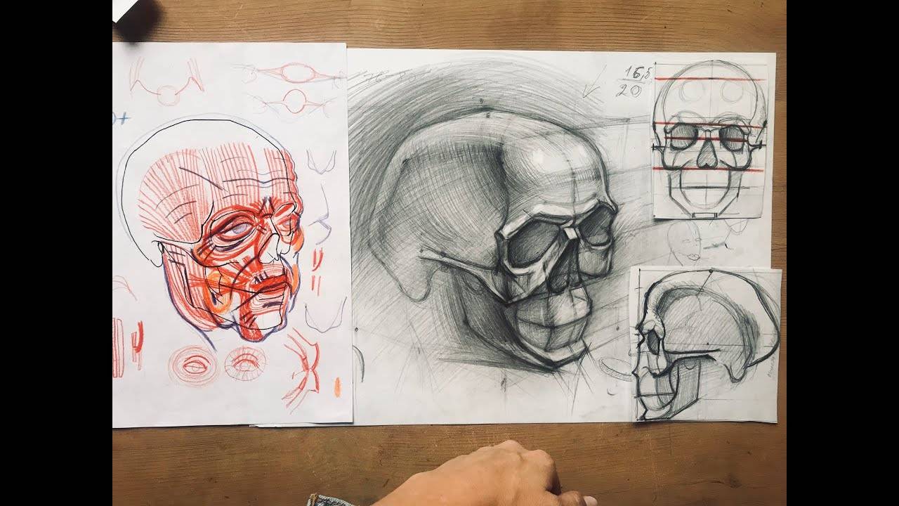 Анатомия черепа. Рисуем череп смотреть онлайн