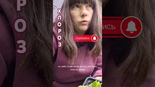 ЧЕМ БОЛЕЕТ ГОРТЕНЗИЯ #гортензияказань #крупнолистная? смотреть онлайн