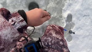 ФОРЕЛЬ ДУРЕЕТ С ЭТОЙ МОРГАЛКИ | РК РАЗВИЛКА | РЫБАЛКА Н?