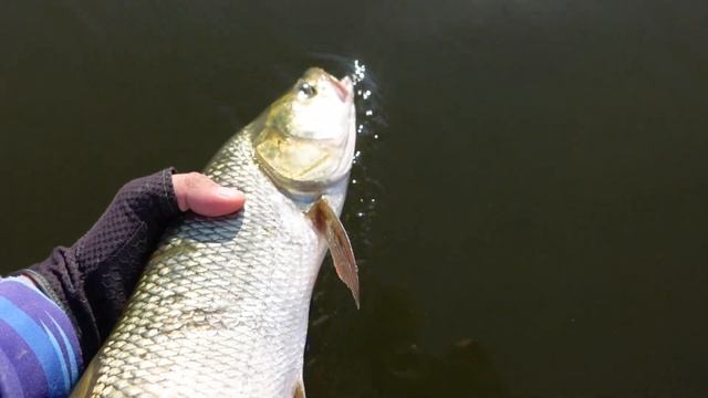 ЖЕРЕХ НА ПОВЕРХНОСТНЫЕ ПРИМАНКИ! ЛОВЛЯ ЖЕРЕХА НА ОКЕ! смотреть онлайн