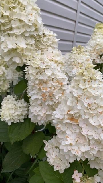 Вот так разрослась гортензия у нашего дома! смотреть онлайн