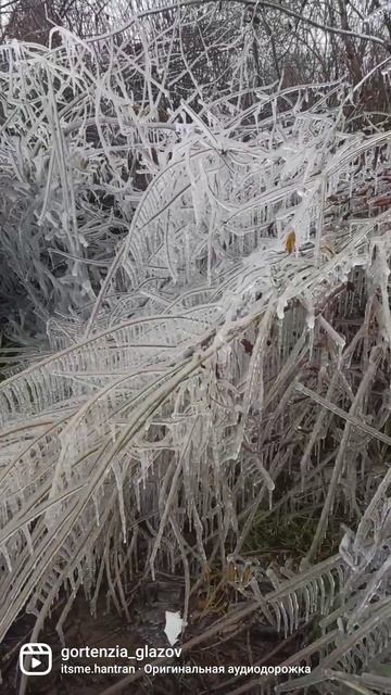 Гортензия Полистар. смотреть онлайн