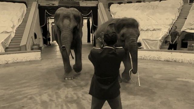 Дед Гордей и слоны