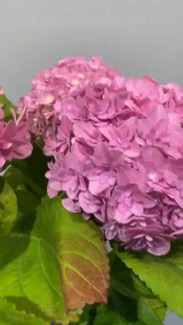 Гортензия крупнолистная ремонтантная в Красноярске ц смотреть онлайн