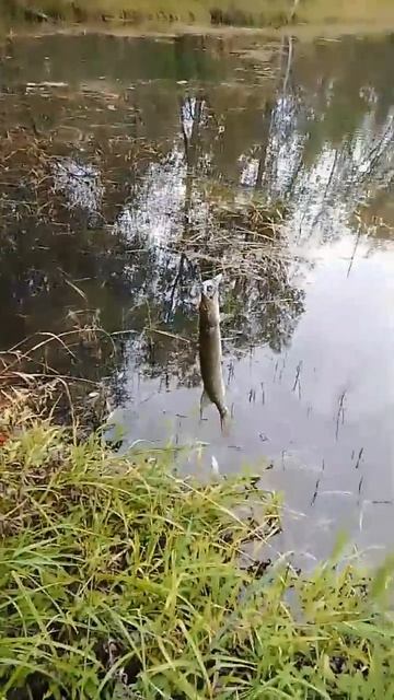 Рыбалка с берега #Щука#речка#рыбалка #fishing #спиннинг #бл смотреть онлайн