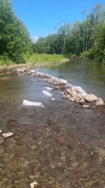 Крестильная чистая река #мирживотных #nature #сахалин #ох? смотреть онлайн