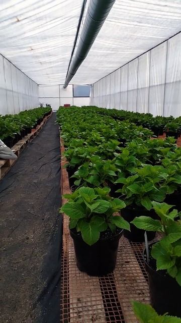 Гортензия крупнолистная Принимаю заказы на весну 2024(м смотреть онлайн