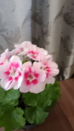 Пеларгония PAC Flower Fairy White Splach.  Обзор цветов из моей домашней коллекции.