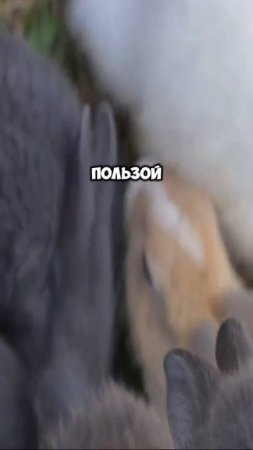 Факты о Японее