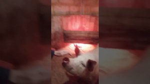 Сарай из пеноблока для свиней