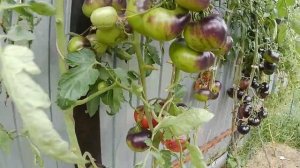 Томат Сибирский тигр розовый. Достойный представител?