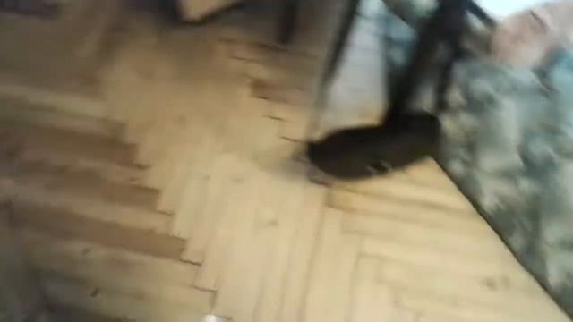 Играю с бабушкеным котом Снежком! 🐱🐈 смотреть онлайн