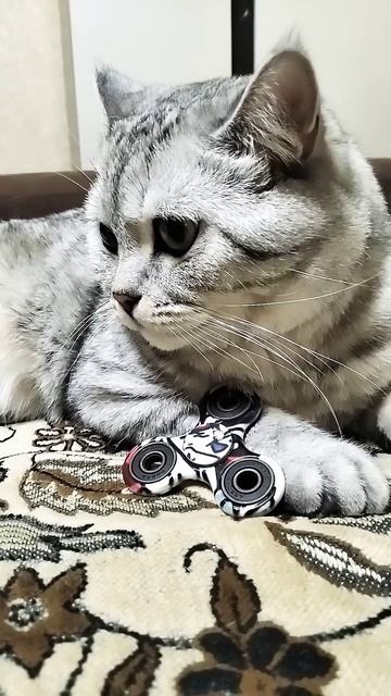 Три типа людей #мышление #успех #мотивациядня #cat #кот #к смотреть онлайн