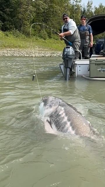 Угодай сколько он весит? смотреть онлайн
