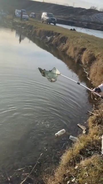 Отловился, 13 кг форели за пол дня, актив без пасива #рыб смотреть онлайн