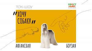 Ток-шоу «Хочу собаку». Афганская борзая | особенности породы, уход и содержание