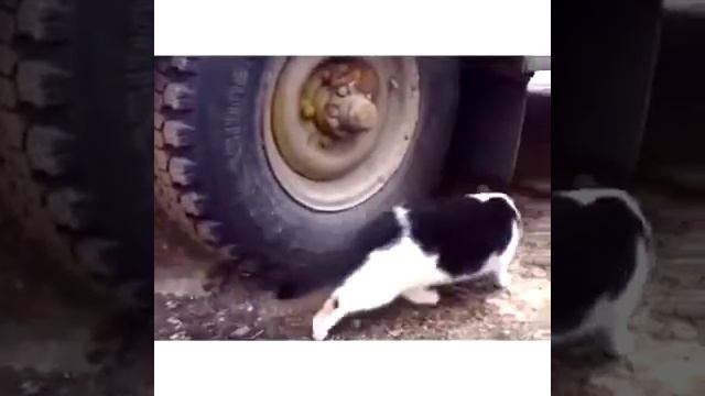 прикол кошка и мышка смотреть онлайн