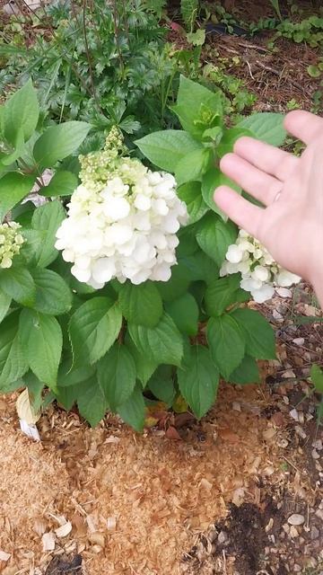 гортензия метельчатая Меджикал Мон Блан. 30 июля 24г смотреть онлайн