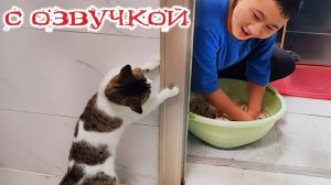 Приколы с котами! - С ОЗВУЧКОЙ! Смешные коты и собаки! - Смешные видео с животными!!