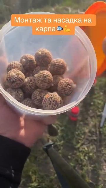 Монтаж повідця на коропа🐟 #рибалка #carpfishing #fishing #carp #ка смотреть онлайн