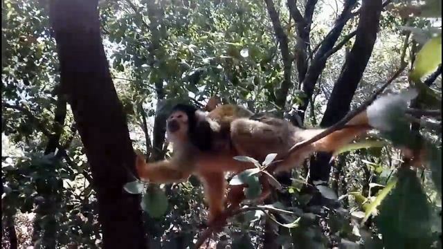Прикольные обезьянки смотреть онлайн