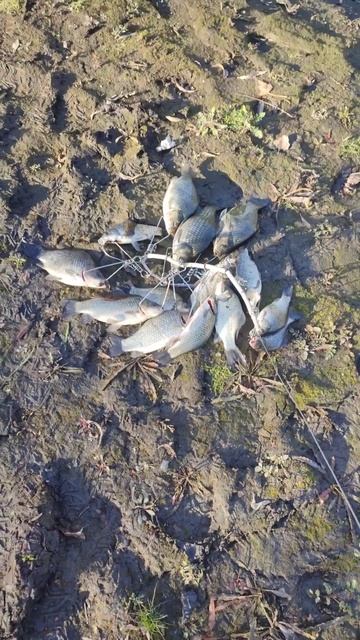 Рыбалка на карася в октябре #fishing #carpfishing #фидер смотреть онлайн