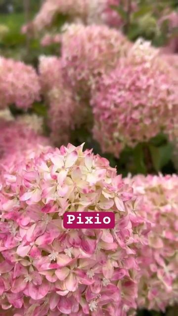 #pixio #hydrangea #гортензия #garden #гортензія #flowers #park#jardin#shorts #ア смотреть онлайн