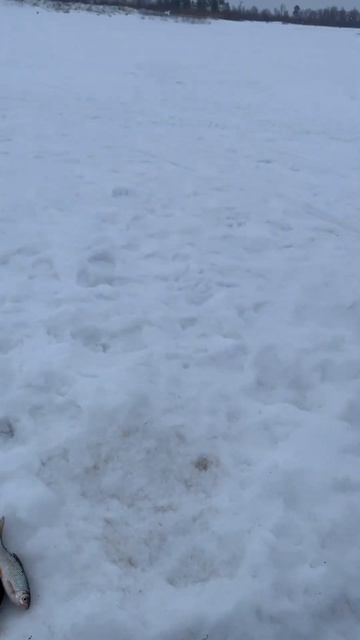 Рыбалка зимой на удочку #окунь # сорога #чебак смотреть онлайн