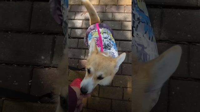 Как правильно хвалить собаку ,когда ей удалось вам угадить☝️