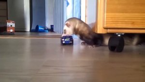 Приколы с Хорьком