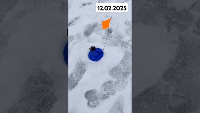 Щука на жерлицы в феврале#рыбалка#рыбалкавглухозимье#