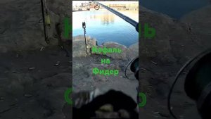 Ловля кефали с берега, на донку. #fishing #рыбалка #морская?