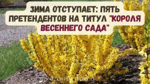 Зима отступает: Пять претендентов на титул "Короля Весеннего Сада"