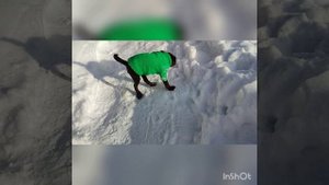 Кофе и сын. Бельгийский гриффон. Шоколад. 2023год