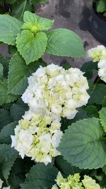 Поеду завтра покупать гортензии. #цветы смотреть онлайн