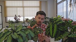 Калатеи, Ктенанте, Строманты. Мой уход за ними. Растут ?