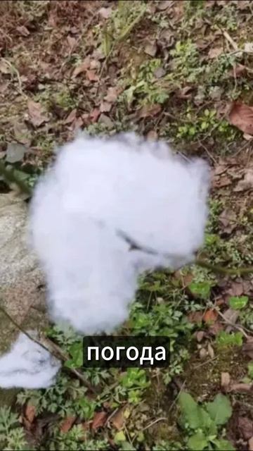 Снег из ваты и мыла в Китае #новости #hutko #shorts смотреть онлайн