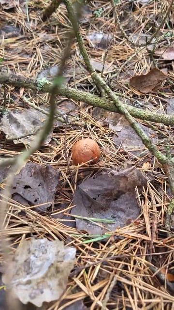 #грибы #лес #подосиновики #mushroom #природа #nature #fishing #отды? смотреть онлайн