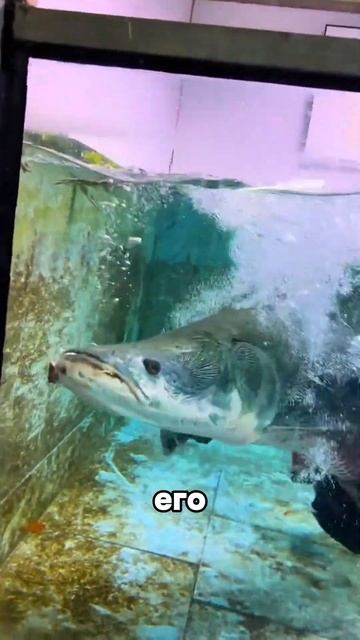 Самая необычная рыба в Тихом океане!!! смотреть онлайн