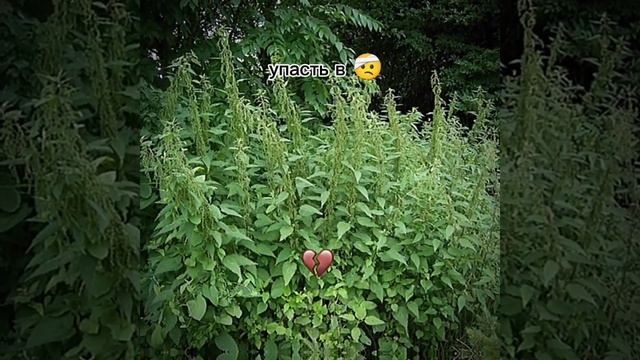кто понял тот понял #борщевик #крапива #боль #смерть #пж смотреть онлайн