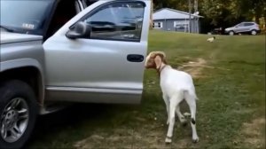 Приколы. Смотреть приколы бесплатно.Кошки очарование мое! ..