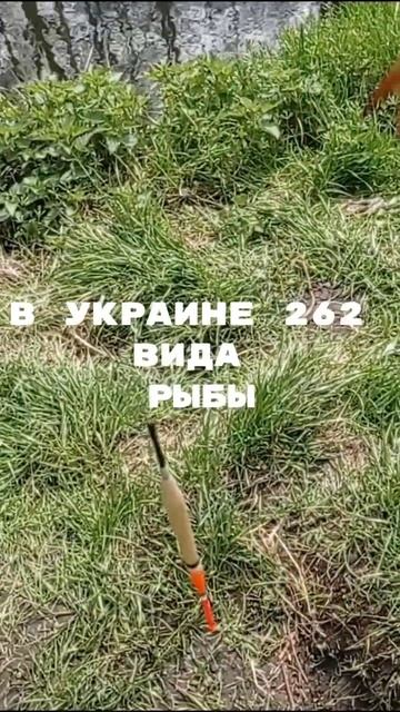 Сколько видов рыбы в этой стране часть 1 #fish #рыба #fishing # смотреть онлайн