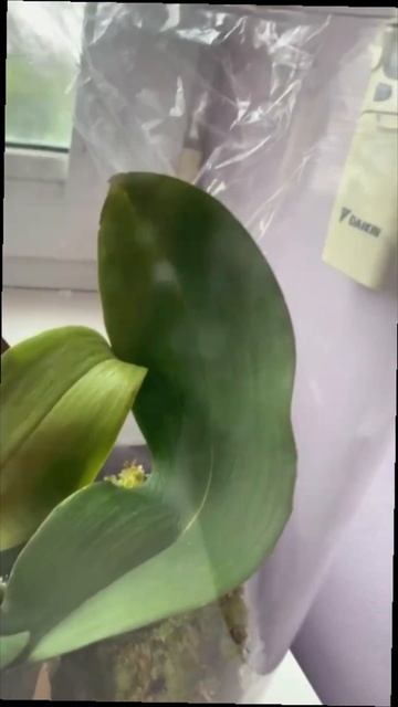 Как нарастить корни орхидеи? ТРЕТИЙ экземпляр ДО и ПОС