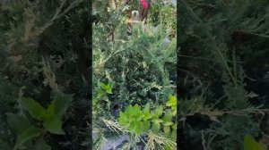 можжевельник казацкий вариегата. Барнаул Южный. Алтай