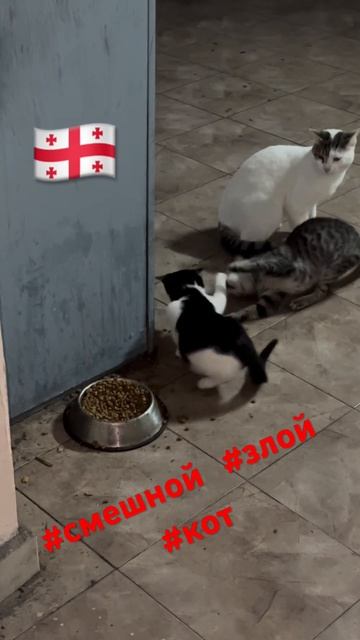 #смешной #злой #кот из #батуми #грузия #животные #shortsvideo # смотреть онлайн