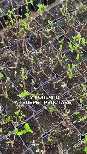 Рассказываем про P-9 и С-3 в нашем питомнике гортензий. Е смотреть онлайн