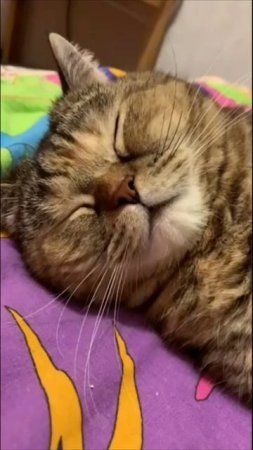 Смешные коты #54-2