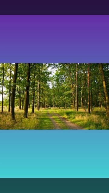 красивый лес 🌲#shorts смотреть онлайн