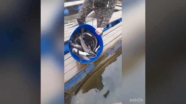 Осетр в Савельево-2 смотреть онлайн