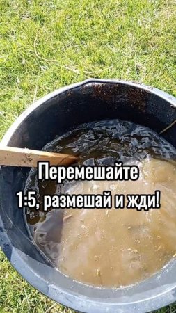 Простой рецепт коровяка для богатого урожая!